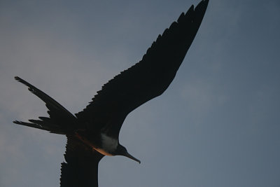 frigate bird, sunset