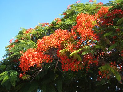 flamboyant tree, Puerto Ayora