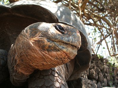 tortoise profile, Charles Darwin Research Station