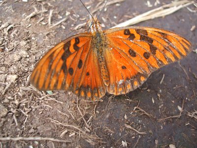 butterfly, Santa Cruz