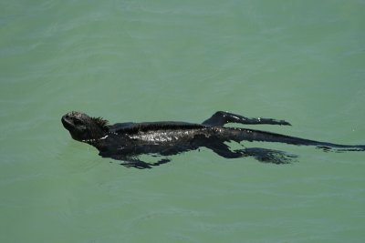 swimming marine iguana, Puerto Ayora