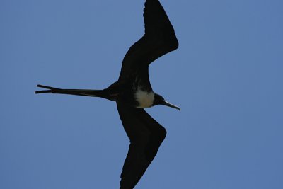 frigate bird in flight, Puerto Ayora