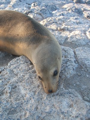 sea lion, being coy,  South Plazas