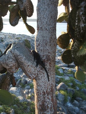 marine iguanas in opuntia,  South Plazas