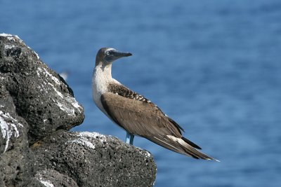 blue-footed booby,  South Plazas