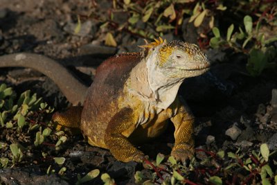 land iguana,  South Plazas