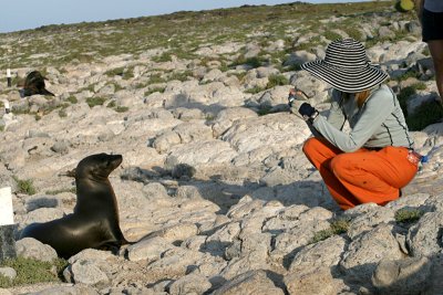 with a seal pup,  South Plazas