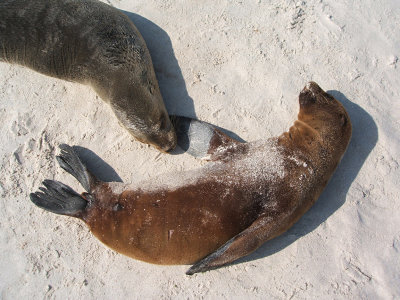 two sleeping sea lions, Gardner Beach