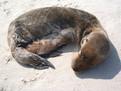 sea lion pup, Gardner Beach