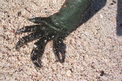 marine iguana foot, Punta Suarez