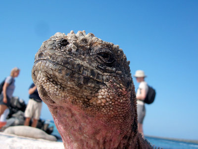 marine iguana portrait, Punta Suarez