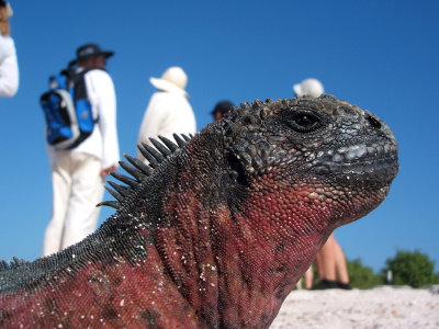 marine iguana profile, Punta Suarez