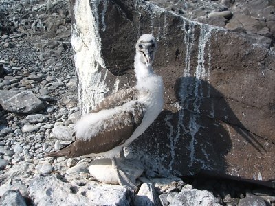 young blue-footed booby, Punta Suarez