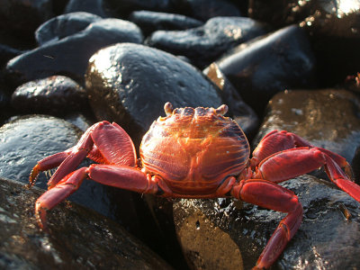 Sally lightfoot crab, Punta Suarez