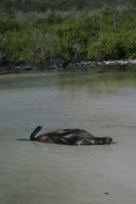 sea lion asleep in pool, Gardner Beach