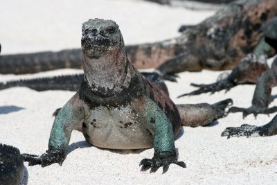 marine iguana, Punta Suarez