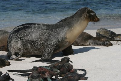 sea lion, marine iguanas, Punta Suarez