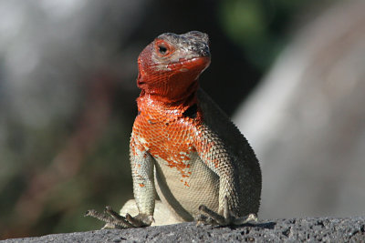 female lava lizard, Punta Suarez