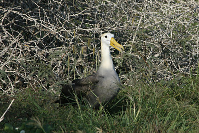 Waved albatross, Punta Suarez