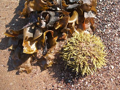 green sea urchin and seaweed