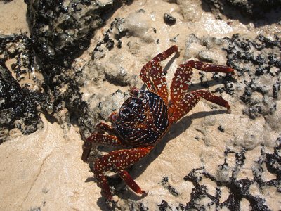 young sally lightfoot crab