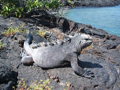 giant marine iguana