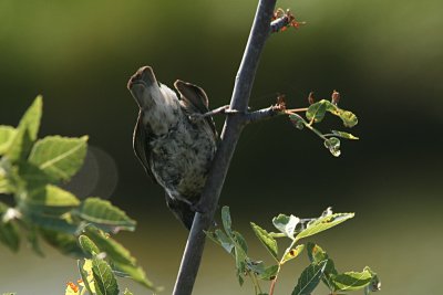 Butt of the Finch
