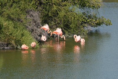 flamingoes at a brackish pond