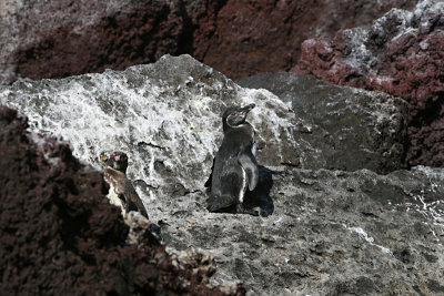 Galapagos penguin, Isla Mariela Grande