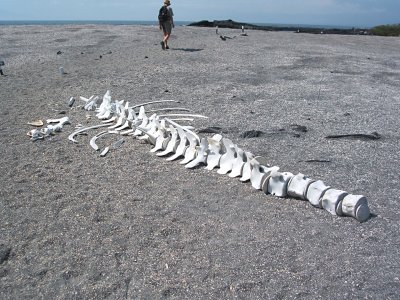 fin whale skeleton, Punta Espinosa