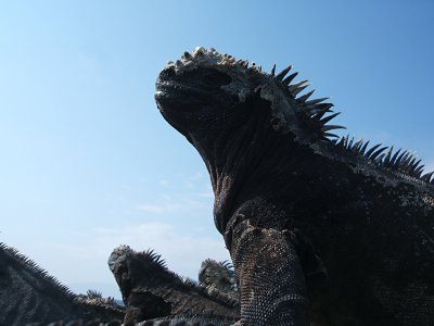 marine iguana silhouette, Punta Espinosa