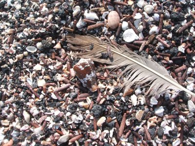 cormorant feather, sea urchin spines, Punta Espinosa