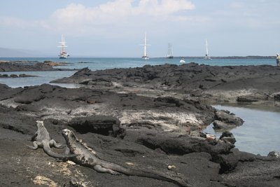 marine iguanas, boats at anchor, Punta Espinosa