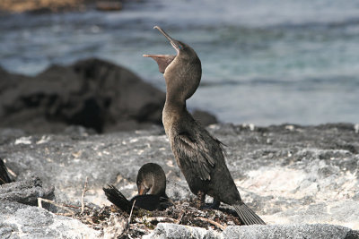 flightless cormorants nesting, Punta Espinosa