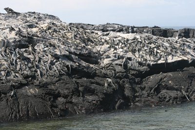 marine iguana colony, Punta Espinosa
