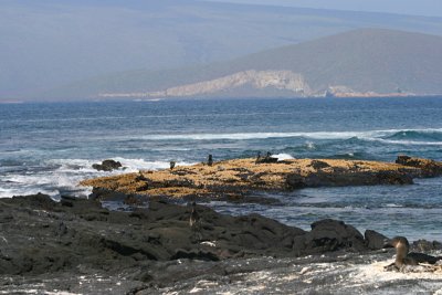 cormorants, Isabela beyond, Punta Espinosa