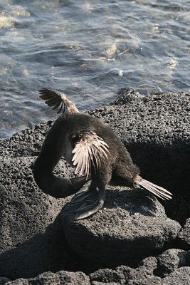 flightless cormorant preening, Punta Espinosa