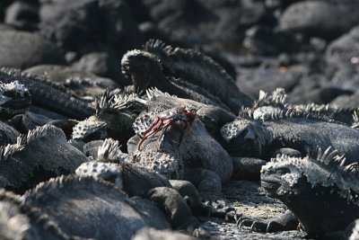 sally lightfoot crab and marine iguanas, Punta Espinosa