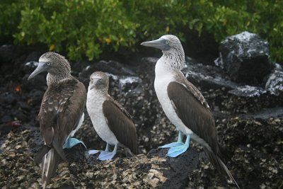 blue-footed boobies