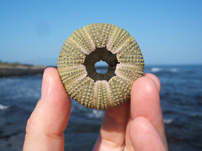 sea urchin skeleton, Puerto Egas