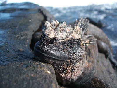 marine iguana headrest, Puerto Egas