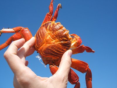 crab exoskeleton, Puerto Egas