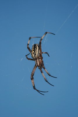 spider, Puerto Egas
