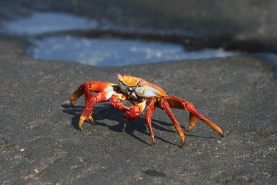 sally lightfoot crab, Puerto Egas