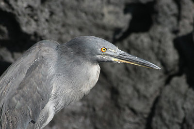 lava heron, Puerto Egas