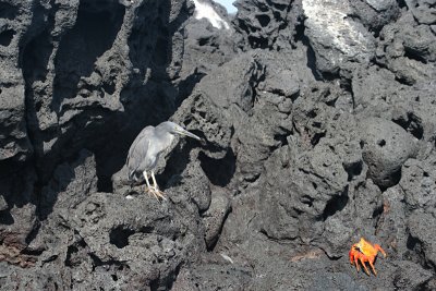 lava heron and crab, Puerto Egas