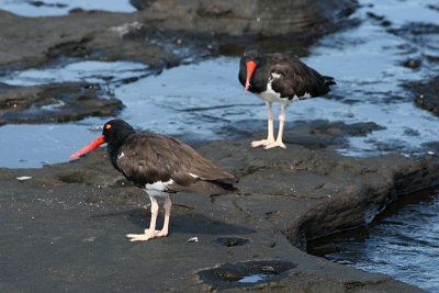 American oyster catchers, Puerto Egas