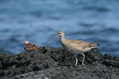 turnstone and whimbrel, Puerto Egas