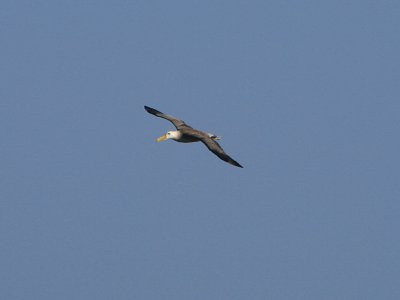 Waved albatross in flight, Punta Suarez