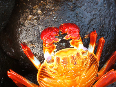 Sally lightfoot crab chelipeds, Punta Suarez